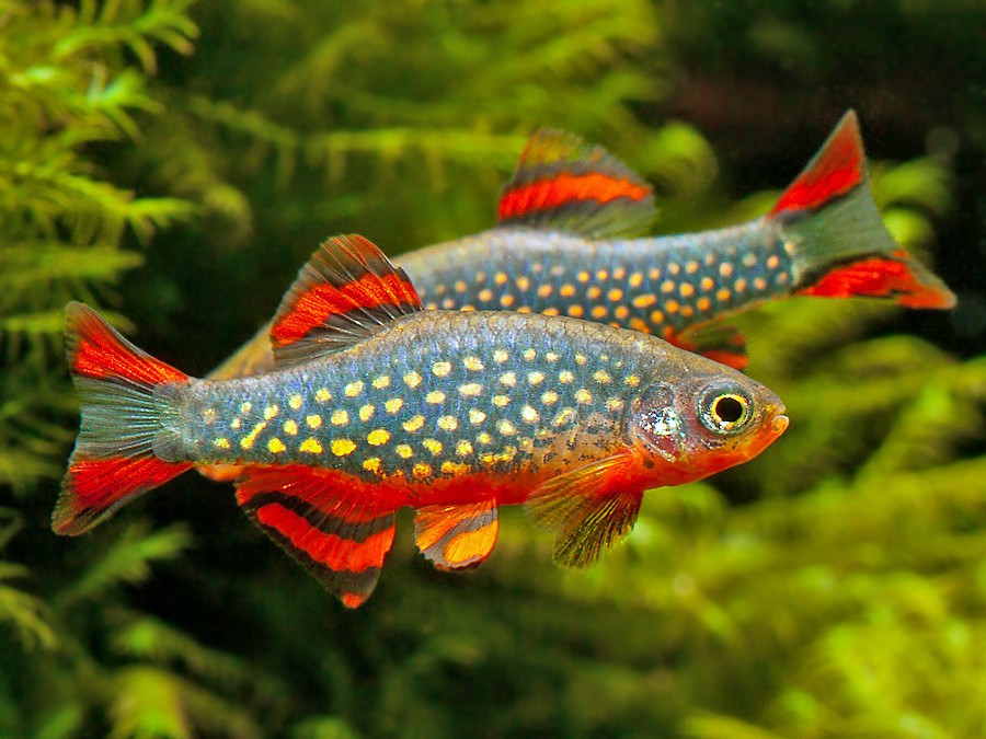 Pearl Danio
